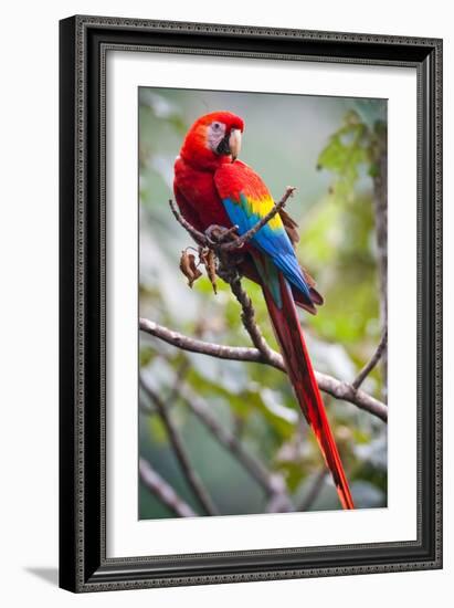 Scarlet Macaw on a Branch-Howard Ruby-Framed Photographic Print