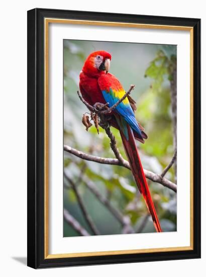 Scarlet Macaw on a Branch-Howard Ruby-Framed Photographic Print