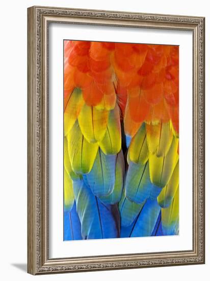 Scarlet Macaw Plumage-Tony Camacho-Framed Photographic Print