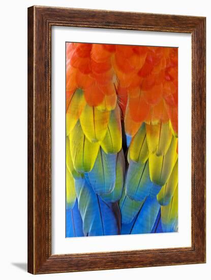 Scarlet Macaw Plumage-Tony Camacho-Framed Photographic Print