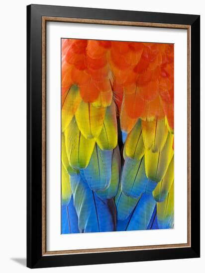 Scarlet Macaw Plumage-Tony Camacho-Framed Photographic Print