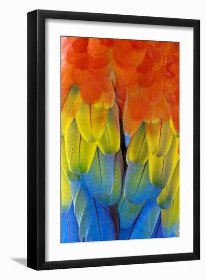 Scarlet Macaw Plumage-Tony Camacho-Framed Photographic Print