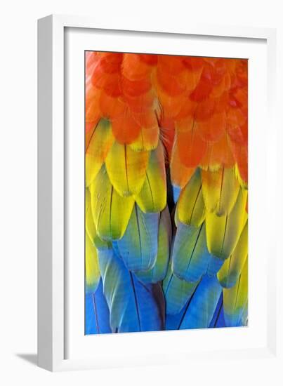 Scarlet Macaw Plumage-Tony Camacho-Framed Photographic Print