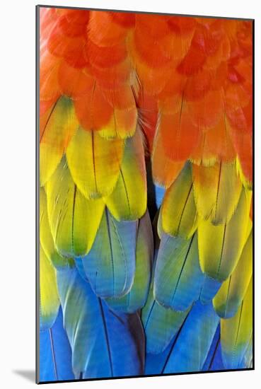 Scarlet Macaw Plumage-Tony Camacho-Mounted Photographic Print