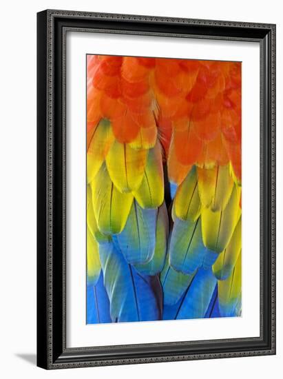 Scarlet Macaw Plumage-Tony Camacho-Framed Photographic Print