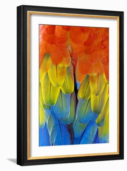 Scarlet Macaw Plumage-Tony Camacho-Framed Photographic Print