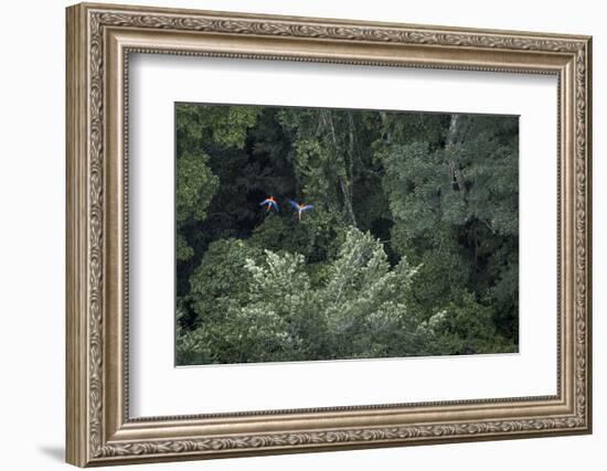 Scarlet Macaw Rainforest Rupununi, Guyana-Pete Oxford-Framed Photographic Print