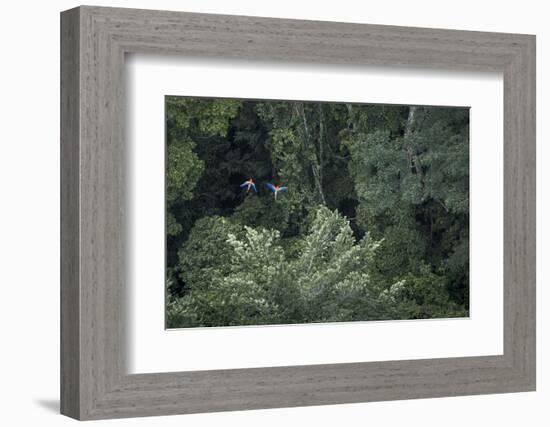 Scarlet Macaw Rainforest Rupununi, Guyana-Pete Oxford-Framed Photographic Print