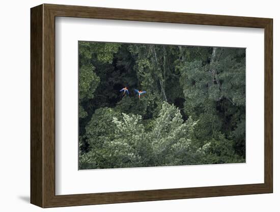 Scarlet Macaw Rainforest Rupununi, Guyana-Pete Oxford-Framed Photographic Print