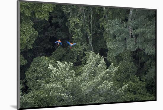 Scarlet Macaw Rainforest Rupununi, Guyana-Pete Oxford-Mounted Photographic Print