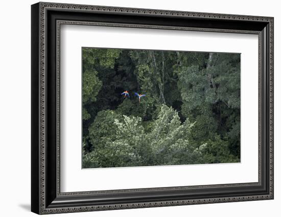 Scarlet Macaw Rainforest Rupununi, Guyana-Pete Oxford-Framed Photographic Print