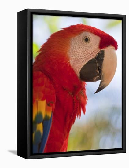 Scarlet Macaw, Roatan, Bay Islands, Honduras, Central America-Jane Sweeney-Framed Premier Image Canvas
