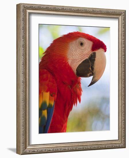 Scarlet Macaw, Roatan, Bay Islands, Honduras, Central America-Jane Sweeney-Framed Photographic Print