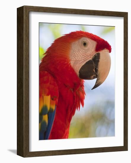 Scarlet Macaw, Roatan, Bay Islands, Honduras, Central America-Jane Sweeney-Framed Photographic Print