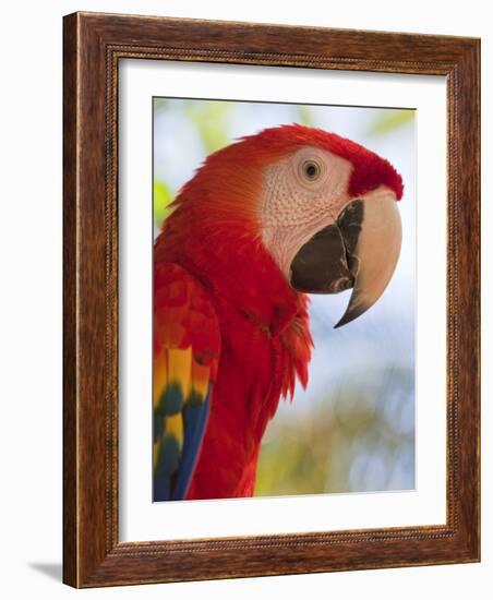 Scarlet Macaw, Roatan, Bay Islands, Honduras, Central America-Jane Sweeney-Framed Photographic Print