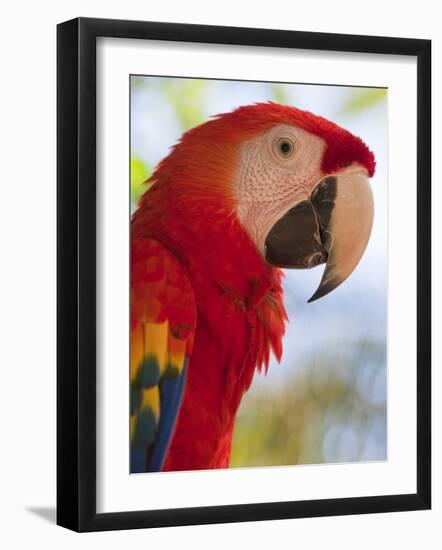 Scarlet Macaw, Roatan, Bay Islands, Honduras, Central America-Jane Sweeney-Framed Photographic Print