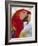 Scarlet Macaw, Roatan, Bay Islands, Honduras, Central America-Jane Sweeney-Framed Photographic Print