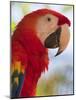 Scarlet Macaw, Roatan, Bay Islands, Honduras, Central America-Jane Sweeney-Mounted Photographic Print