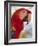 Scarlet Macaw, Roatan, Bay Islands, Honduras, Central America-Jane Sweeney-Framed Photographic Print