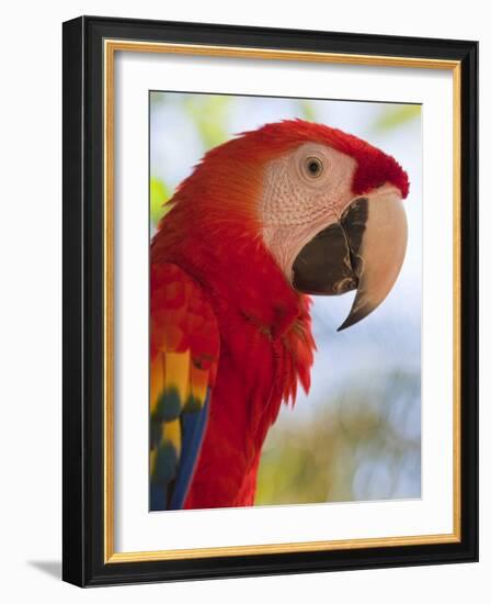 Scarlet Macaw, Roatan, Bay Islands, Honduras, Central America-Jane Sweeney-Framed Photographic Print