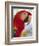 Scarlet Macaw, Roatan, Bay Islands, Honduras, Central America-Jane Sweeney-Framed Photographic Print