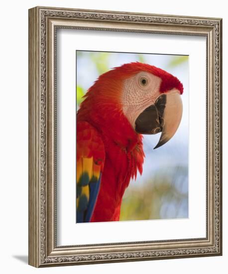 Scarlet Macaw, Roatan, Bay Islands, Honduras, Central America-Jane Sweeney-Framed Photographic Print