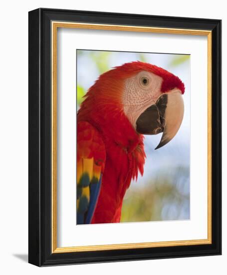 Scarlet Macaw, Roatan, Bay Islands, Honduras, Central America-Jane Sweeney-Framed Photographic Print