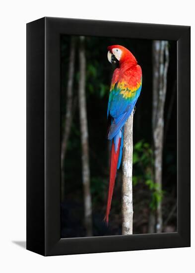 Scarlet Macaw's Feathers-Howard Ruby-Framed Premier Image Canvas