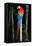 Scarlet Macaw's Feathers-Howard Ruby-Framed Premier Image Canvas