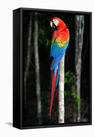 Scarlet Macaw's Feathers-Howard Ruby-Framed Premier Image Canvas
