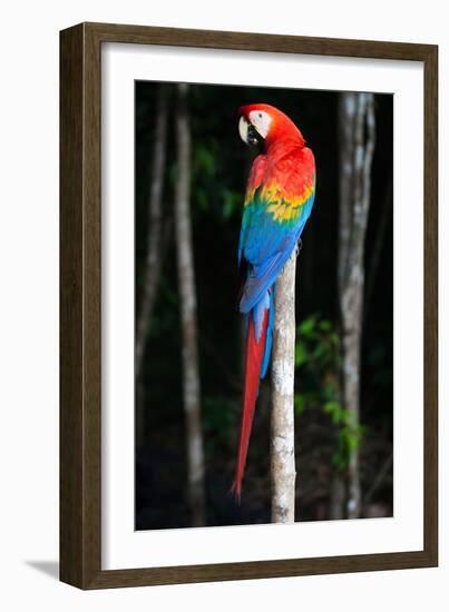 Scarlet Macaw's Feathers-Howard Ruby-Framed Photographic Print