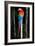 Scarlet Macaw's Feathers-Howard Ruby-Framed Photographic Print