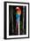 Scarlet Macaw's Feathers-Howard Ruby-Framed Photographic Print