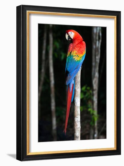 Scarlet Macaw's Feathers-Howard Ruby-Framed Photographic Print