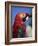 Scarlet Macaw, Seaworld, San Diego, California, United States of America, North America-Tomlinson Ruth-Framed Photographic Print