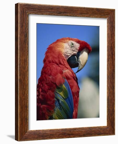 Scarlet Macaw, Seaworld, San Diego, California, United States of America, North America-Tomlinson Ruth-Framed Photographic Print