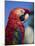 Scarlet Macaw, Seaworld, San Diego, California, United States of America, North America-Tomlinson Ruth-Mounted Photographic Print