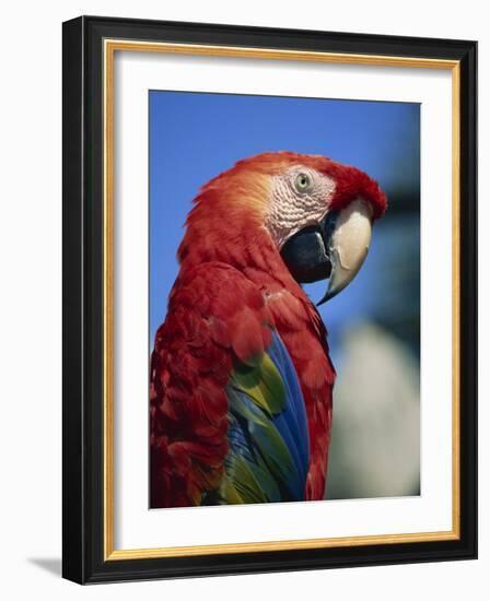 Scarlet Macaw, Seaworld, San Diego, California, United States of America, North America-Tomlinson Ruth-Framed Photographic Print