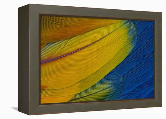 Scarlet Macaw Wing Covert Feathers-Darrell Gulin-Framed Premier Image Canvas