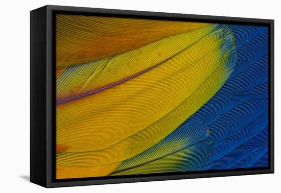 Scarlet Macaw Wing Covert Feathers-Darrell Gulin-Framed Premier Image Canvas