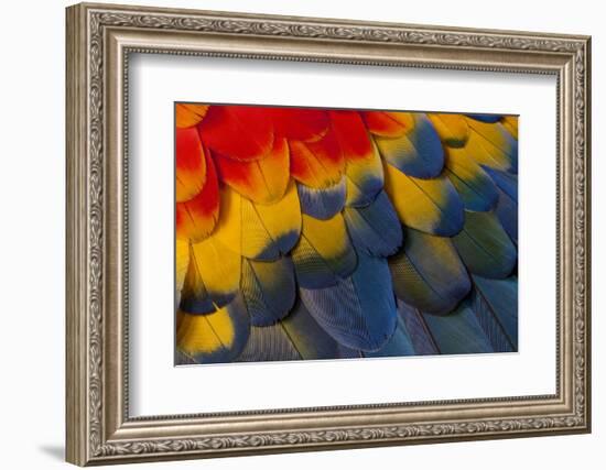 Scarlet Macaw Wing Covert Feathers-Darrell Gulin-Framed Photographic Print