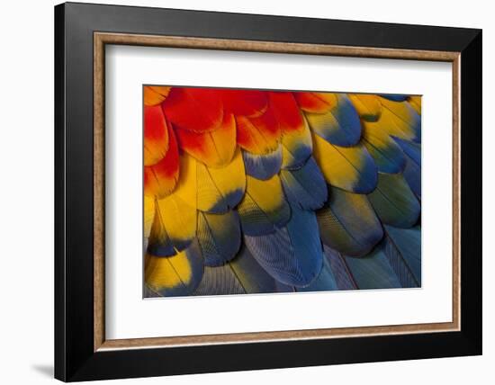 Scarlet Macaw Wing Covert Feathers-Darrell Gulin-Framed Photographic Print