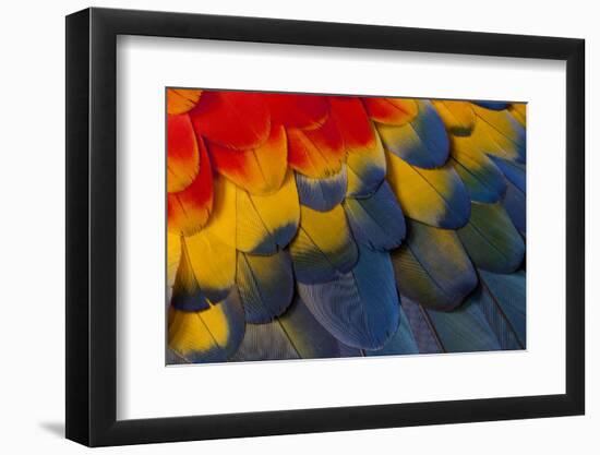 Scarlet Macaw Wing Covert Feathers-Darrell Gulin-Framed Photographic Print