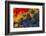 Scarlet Macaw Wing Covert Feathers-Darrell Gulin-Framed Photographic Print