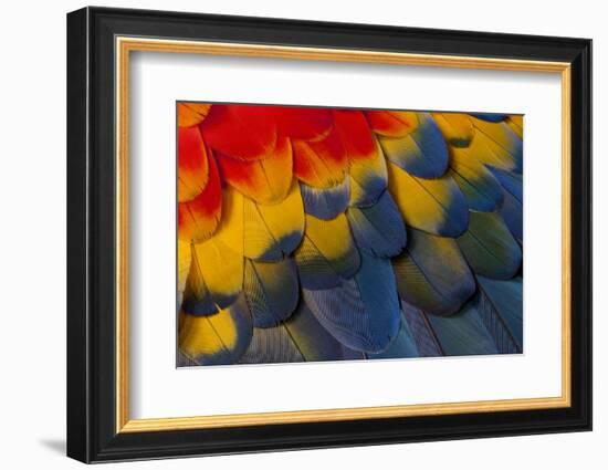 Scarlet Macaw Wing Covert Feathers-Darrell Gulin-Framed Photographic Print