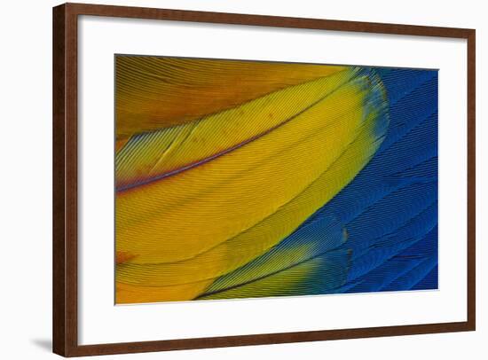 Scarlet Macaw Wing Covert Feathers-Darrell Gulin-Framed Photographic Print