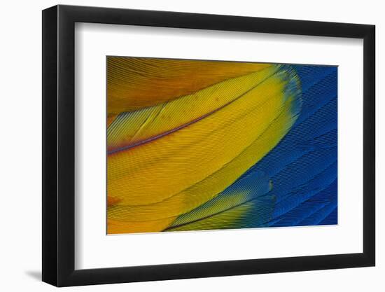 Scarlet Macaw Wing Covert Feathers-Darrell Gulin-Framed Photographic Print