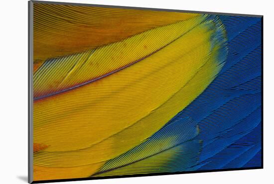 Scarlet Macaw Wing Covert Feathers-Darrell Gulin-Mounted Photographic Print