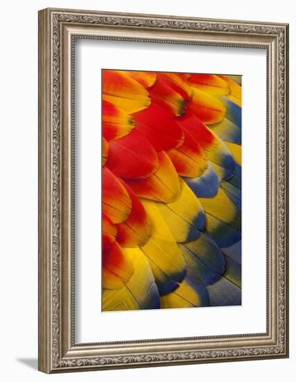 Scarlet Macaw Wing Covert Feathers-Darrell Gulin-Framed Photographic Print