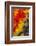 Scarlet Macaw Wing Covert Feathers-Darrell Gulin-Framed Photographic Print